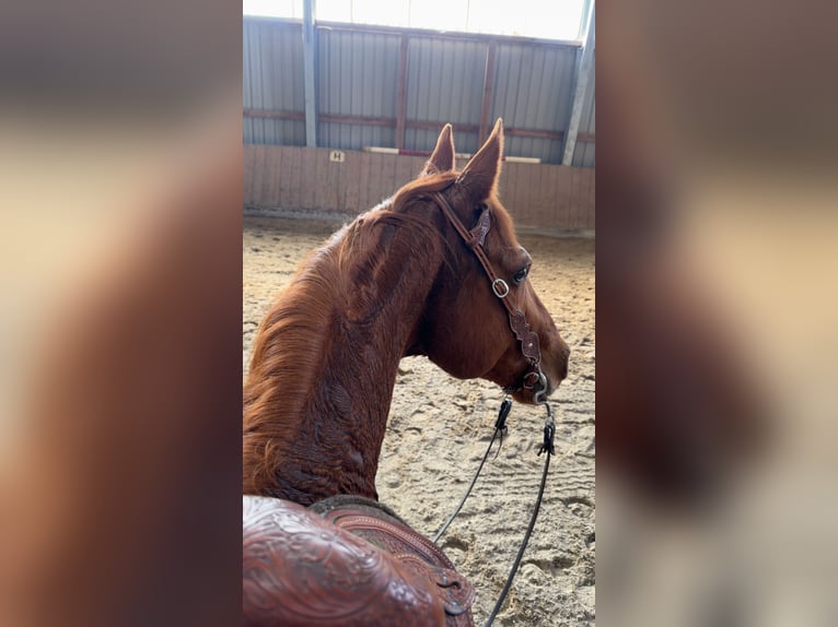 American Quarter Horse Castrone 17 Anni 150 cm Sauro in Bad Soden-Salmünster