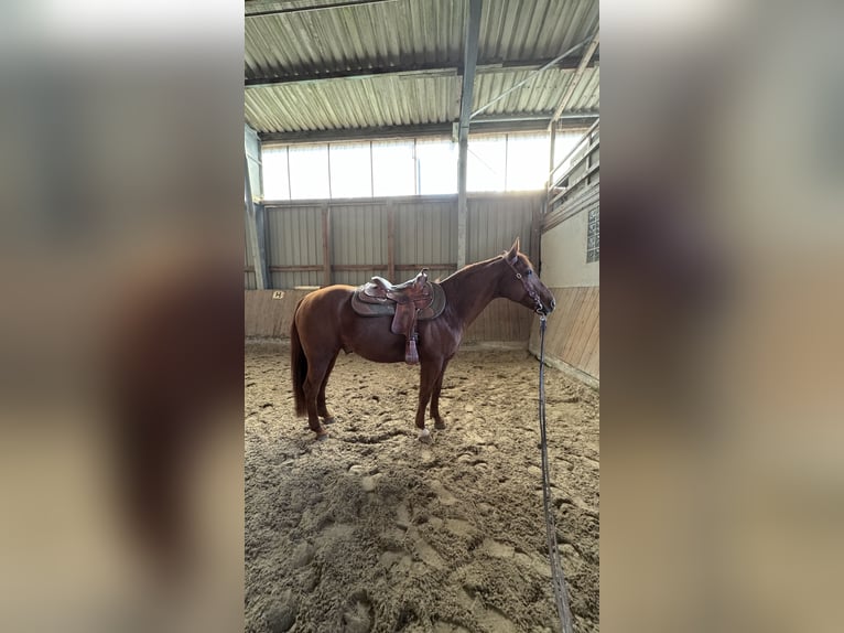 American Quarter Horse Castrone 17 Anni 150 cm Sauro in Bad Soden-Salmünster