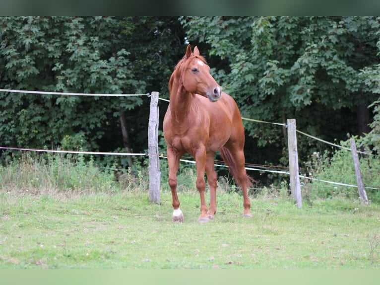 American Quarter Horse Castrone 17 Anni 150 cm Sauro in Bad Soden-Salmünster