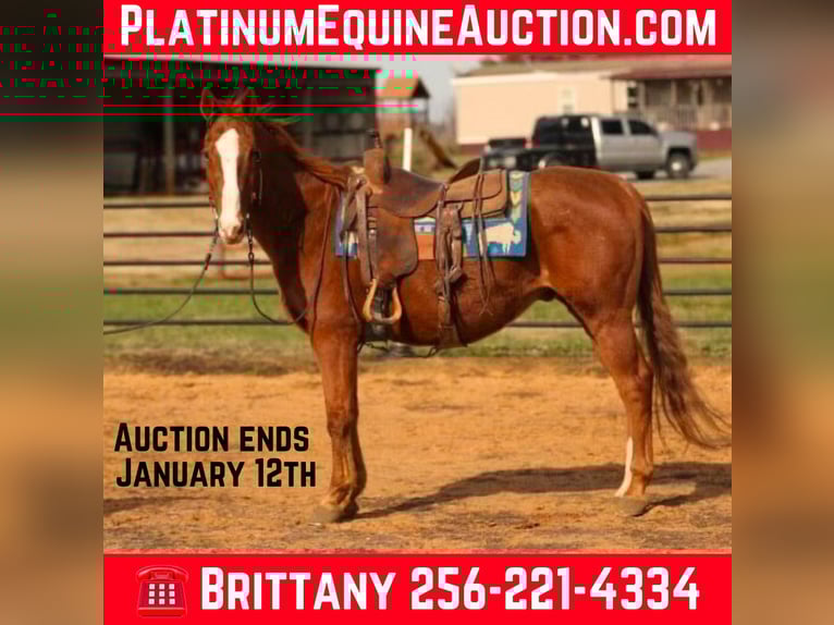 American Quarter Horse Castrone 17 Anni 150 cm Sauro scuro in Mt Hope AL