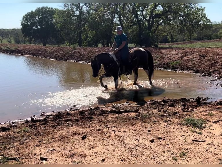 American Quarter Horse Castrone 17 Anni 150 cm Tobiano-tutti i colori in Weatherford TX