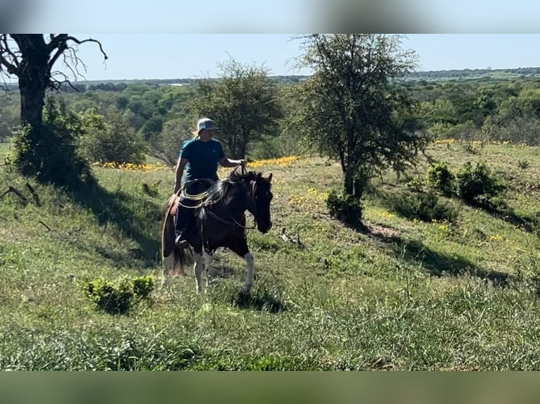 American Quarter Horse Castrone 17 Anni 150 cm Tobiano-tutti i colori in Weatherford TX