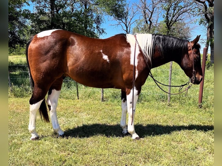 American Quarter Horse Castrone 17 Anni 150 cm Tobiano-tutti i colori in Weatherford TX