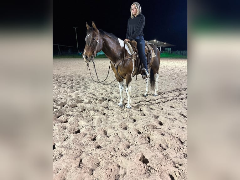 American Quarter Horse Castrone 17 Anni 150 cm Tobiano-tutti i colori in Weatherford TX