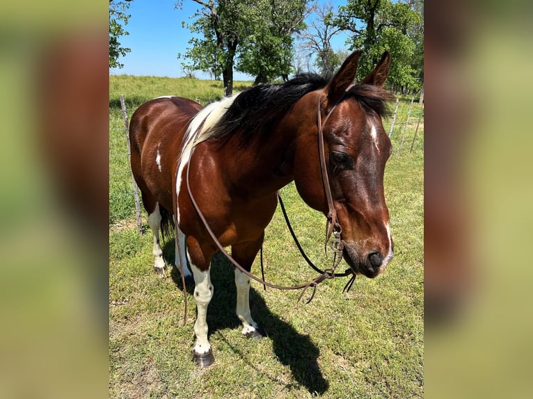 American Quarter Horse Castrone 17 Anni 150 cm Tobiano-tutti i colori in Weatherford TX