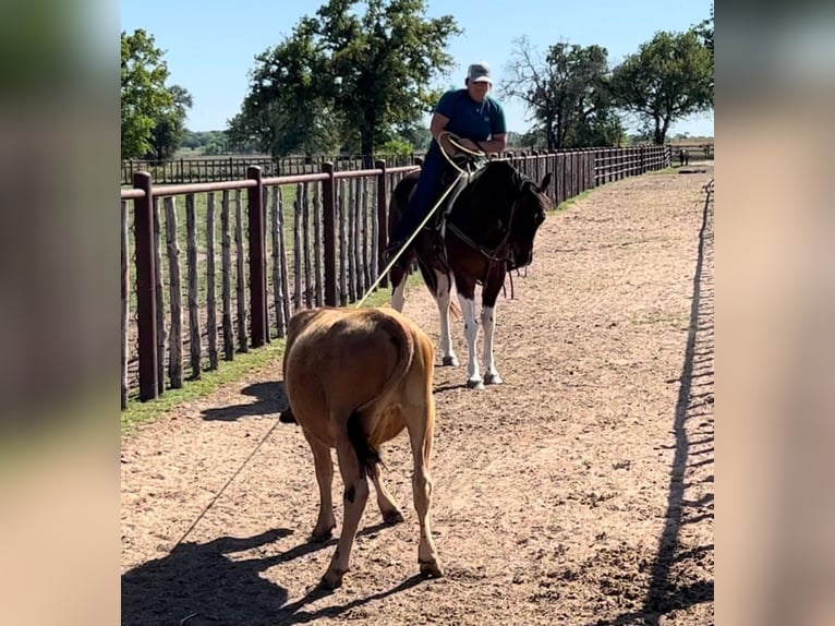 American Quarter Horse Castrone 17 Anni 150 cm Tobiano-tutti i colori in Weatherford TX