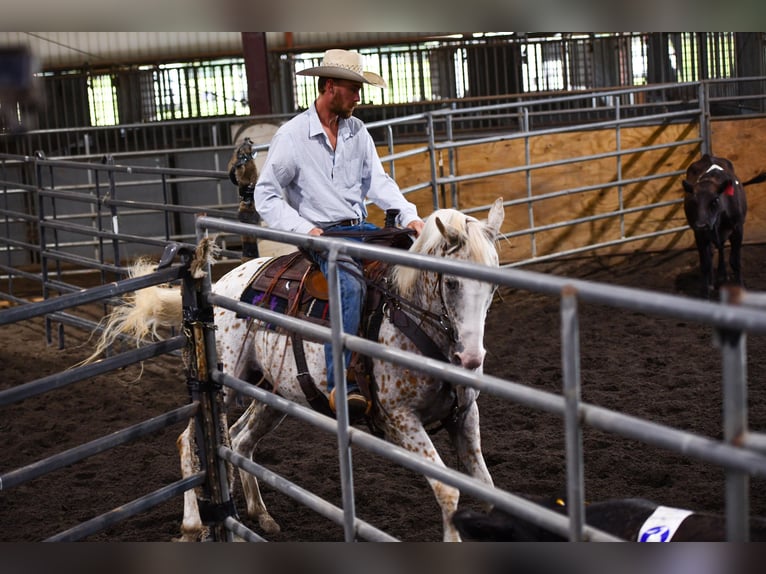 American Quarter Horse Castrone 17 Anni 152 cm Bianco in Fayetteville NC