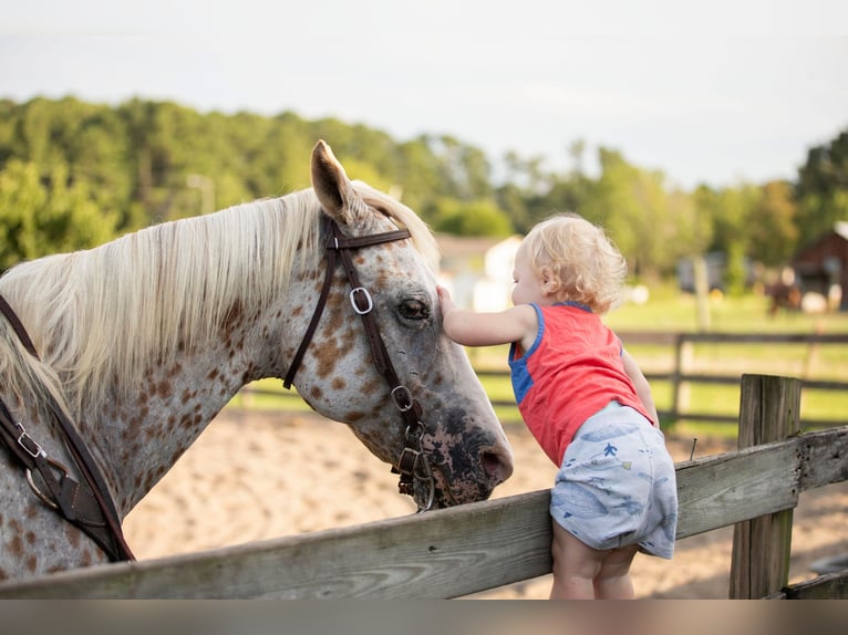 American Quarter Horse Castrone 17 Anni 152 cm Bianco in Fayetteville NC