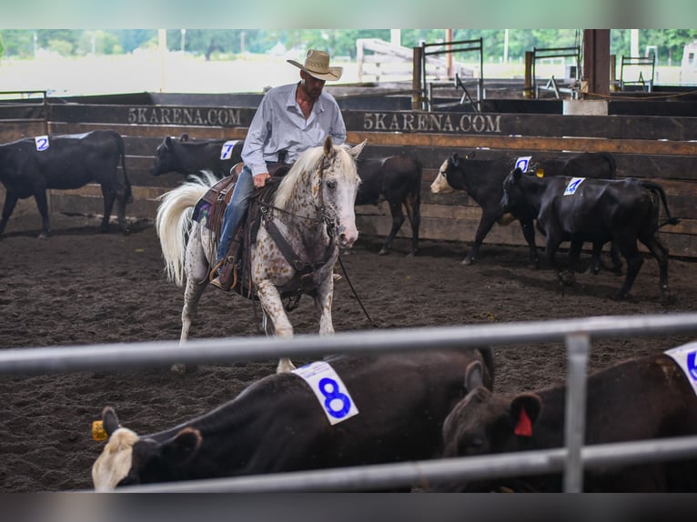 American Quarter Horse Castrone 17 Anni 152 cm Bianco in Fayetteville NC