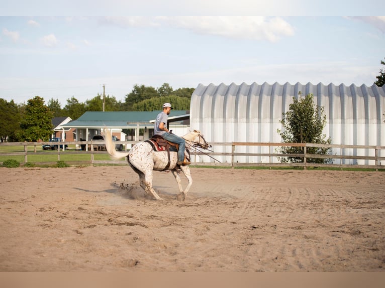 American Quarter Horse Castrone 17 Anni 152 cm Bianco in Fayetteville NC