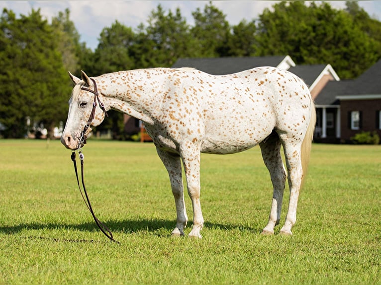 American Quarter Horse Castrone 17 Anni 152 cm Bianco in Fayetteville NC