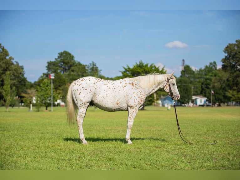 American Quarter Horse Castrone 17 Anni 152 cm Bianco in Fayetteville NC