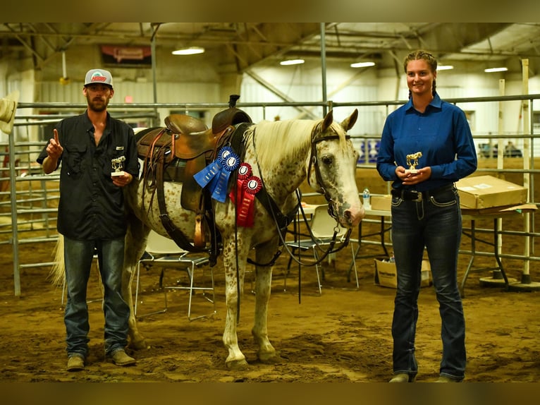 American Quarter Horse Castrone 17 Anni 152 cm Bianco in Fayetteville NC