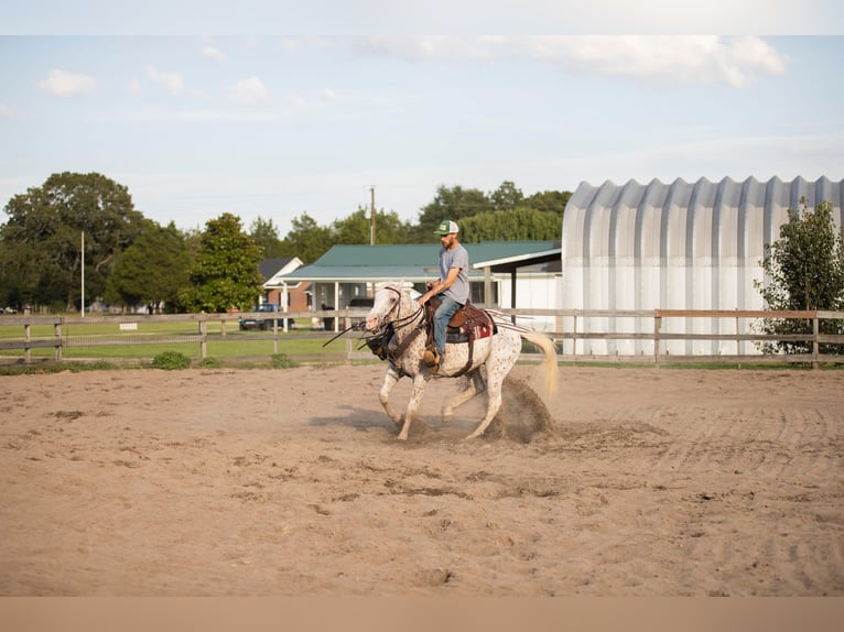 American Quarter Horse Castrone 17 Anni 152 cm Bianco in Fayetteville NC