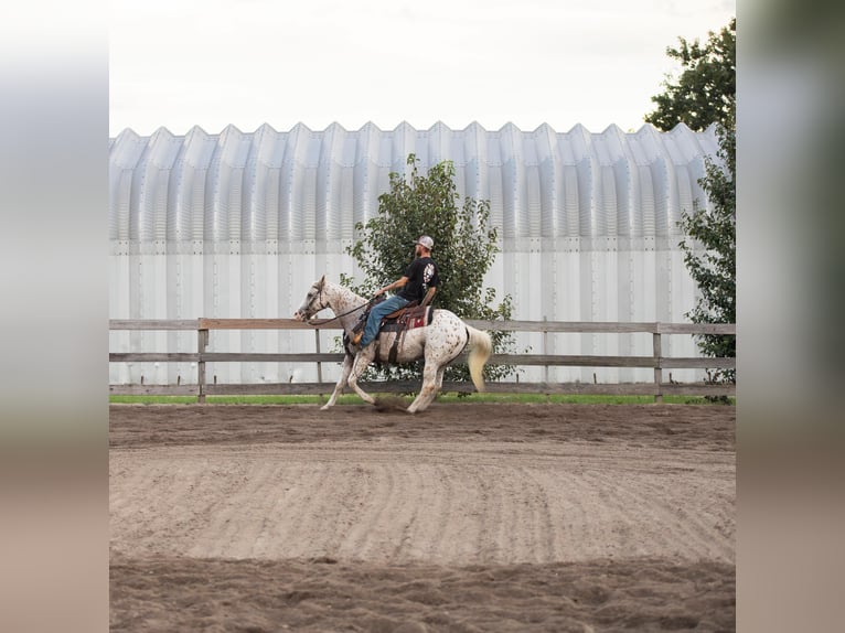 American Quarter Horse Castrone 17 Anni 152 cm Bianco in Fayetteville NC