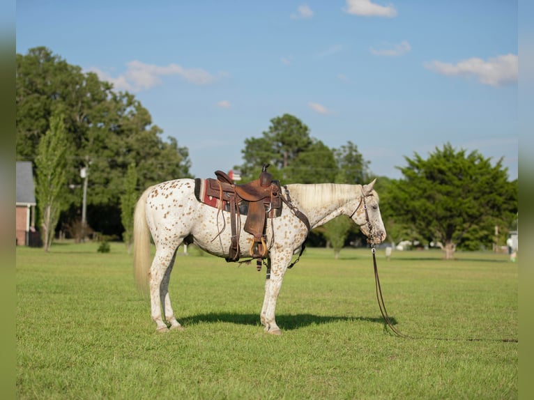 American Quarter Horse Castrone 17 Anni 152 cm Bianco in Fayetteville NC