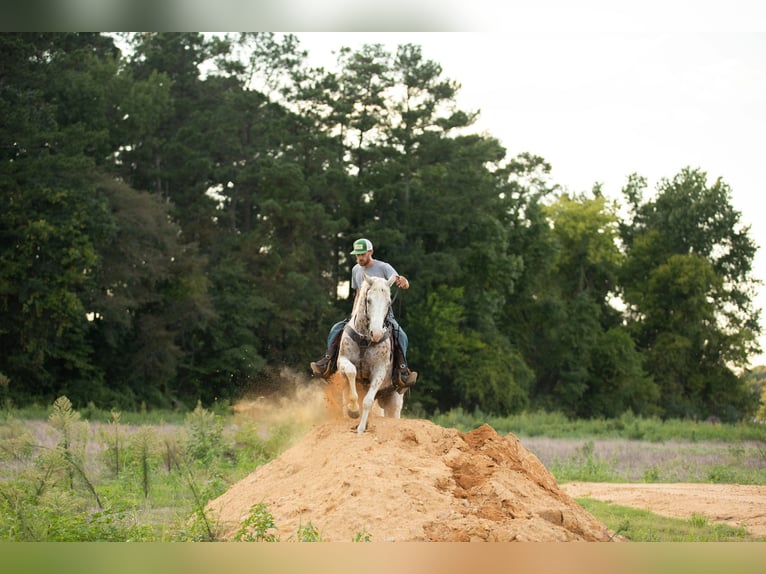 American Quarter Horse Castrone 17 Anni 152 cm Bianco in Fayetteville NC