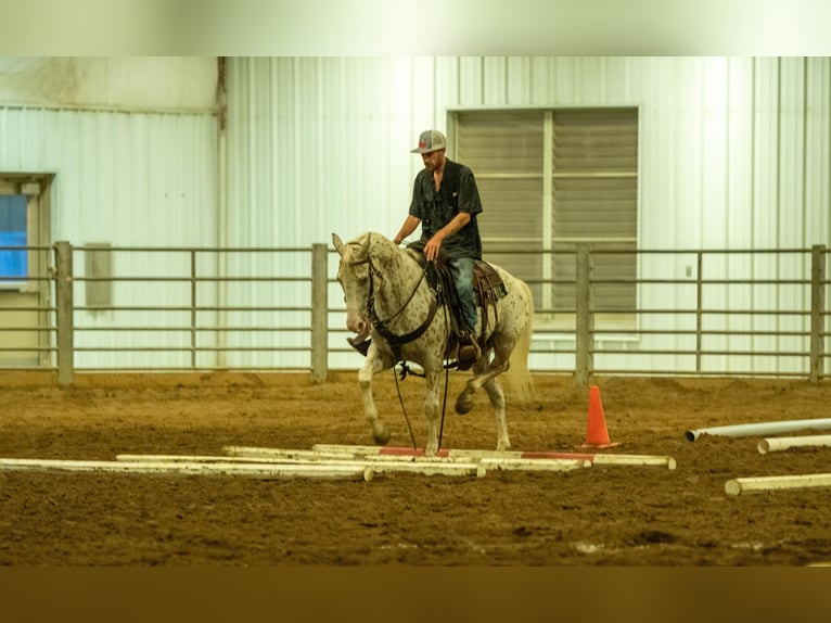 American Quarter Horse Castrone 17 Anni 152 cm Bianco in Fayetteville NC