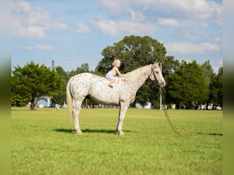 American Quarter Horse Castrone 17 Anni 152 cm Bianco in Fayetteville NC