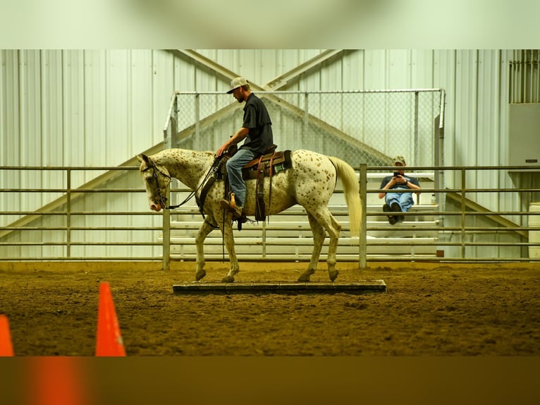 American Quarter Horse Castrone 17 Anni 152 cm Bianco in Fayetteville NC