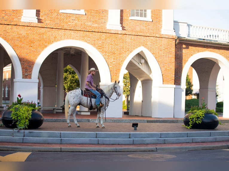 American Quarter Horse Castrone 17 Anni 152 cm Bianco in Fayetteville NC