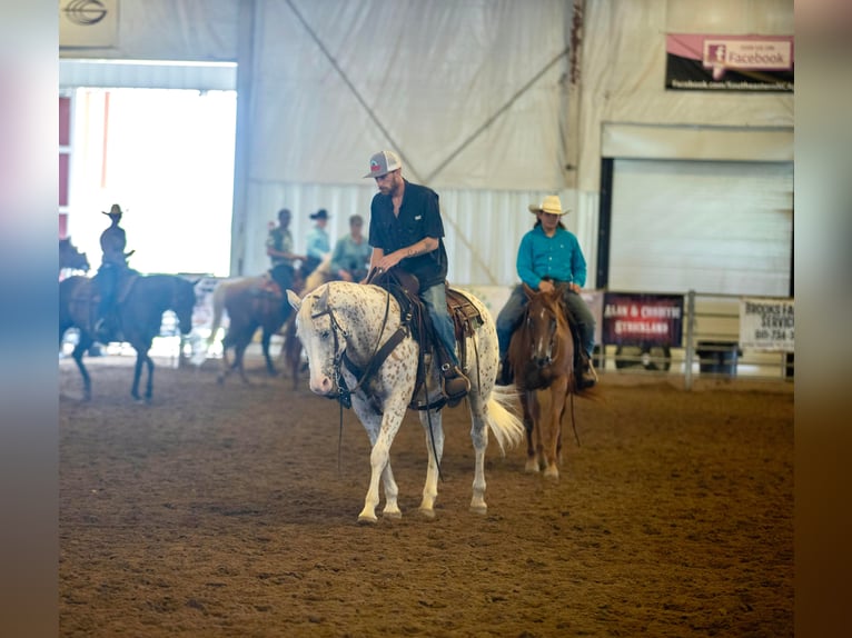 American Quarter Horse Castrone 17 Anni 152 cm Bianco in Fayetteville NC