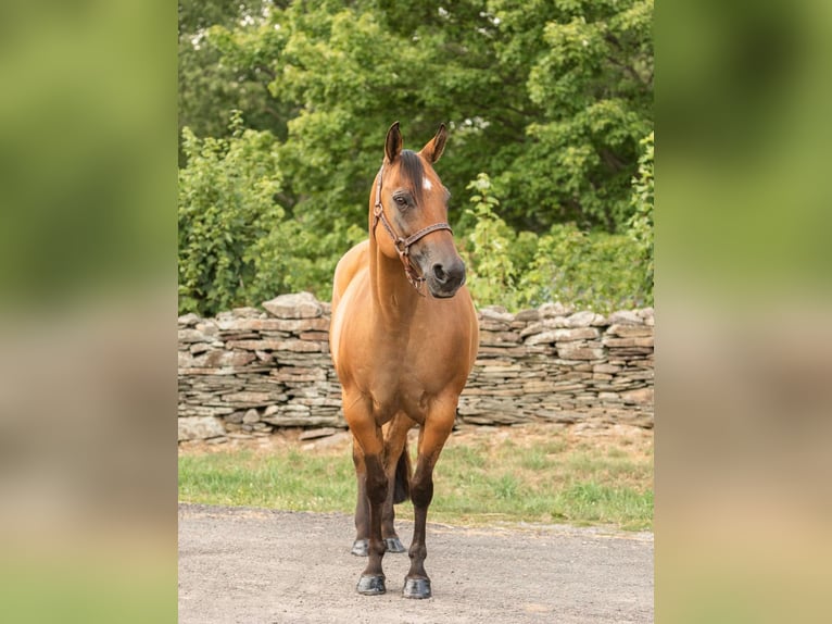 American Quarter Horse Castrone 17 Anni 152 cm Falbo in Everett PA