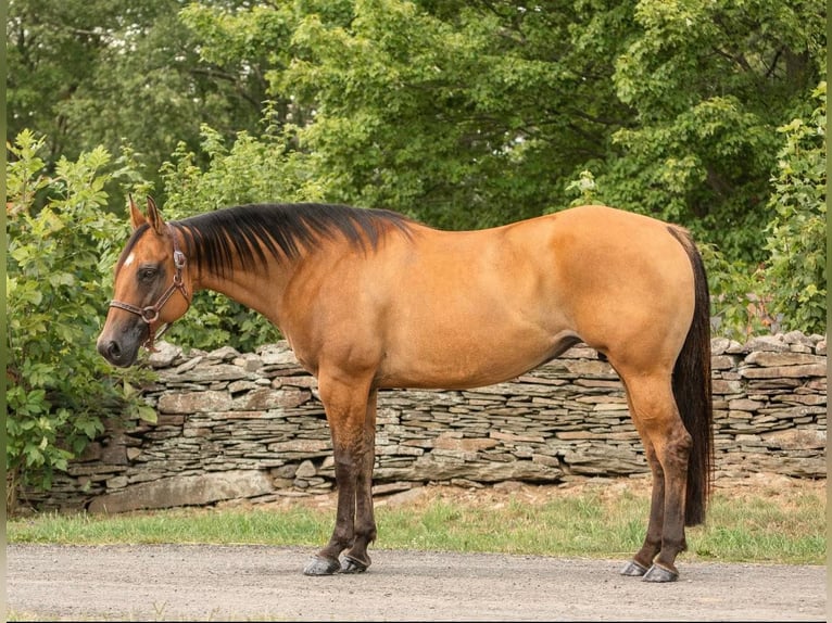 American Quarter Horse Castrone 17 Anni 152 cm Falbo in Everett PA