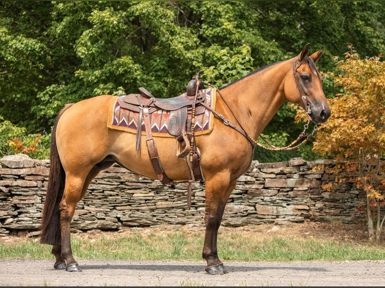 American Quarter Horse Castrone 17 Anni 152 cm Falbo in Everett PA