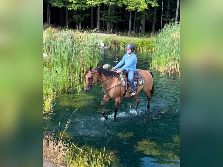 American Quarter Horse Castrone 17 Anni 152 cm Falbo in Everett PA