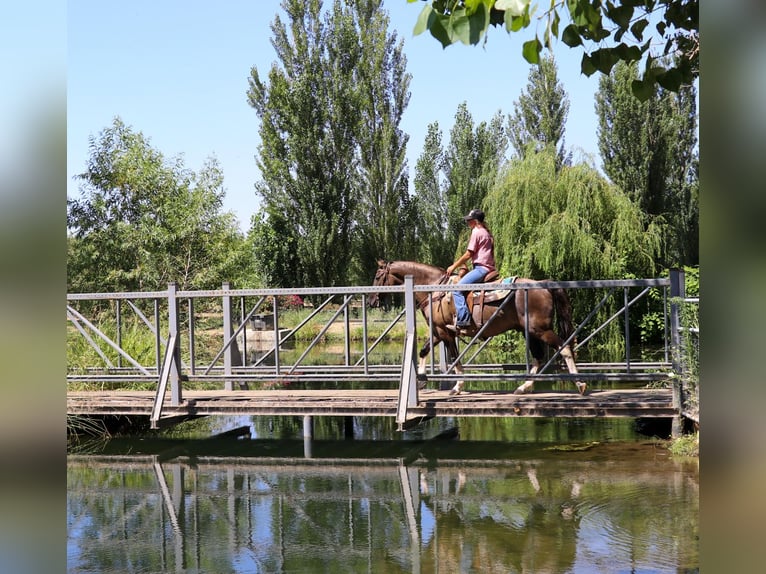 American Quarter Horse Castrone 17 Anni 152 cm Grullo in Pleasant Grove CA
