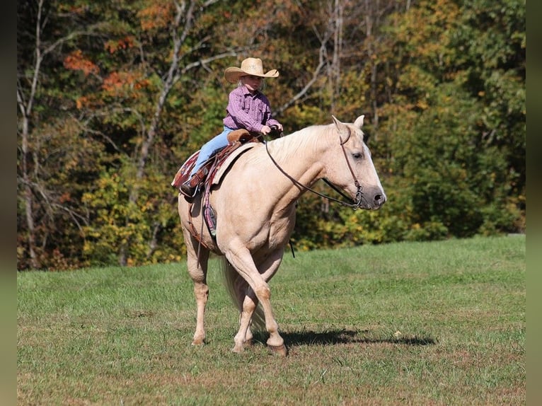 American Quarter Horse Castrone 17 Anni 152 cm Palomino in Brodhead
