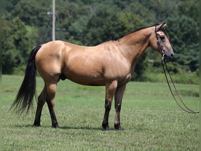 American Quarter Horse Castrone 17 Anni 152 cm Pelle di daino in Somerset KY