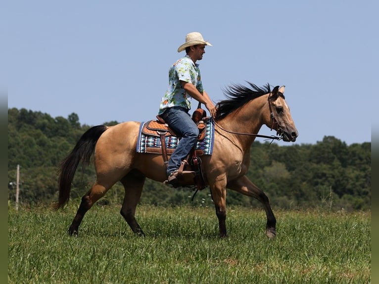 American Quarter Horse Castrone 17 Anni 152 cm Pelle di daino in Somerset KY