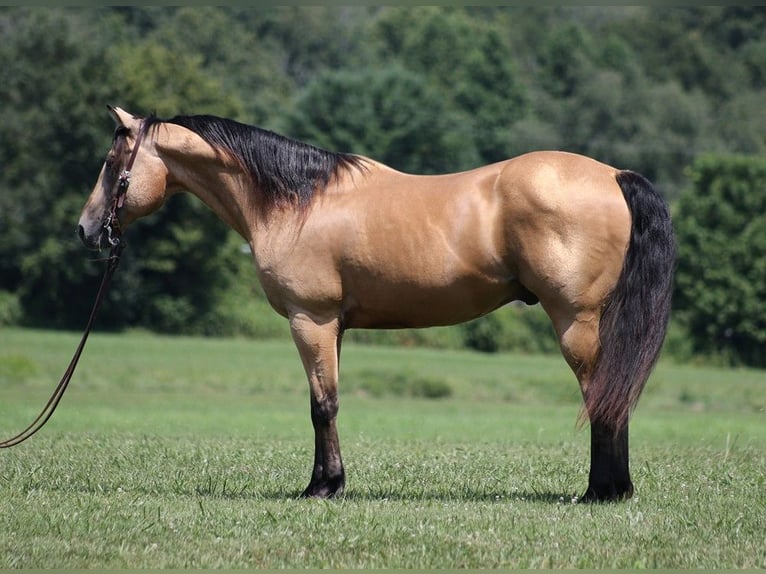 American Quarter Horse Castrone 17 Anni 152 cm Pelle di daino in Somerset KY