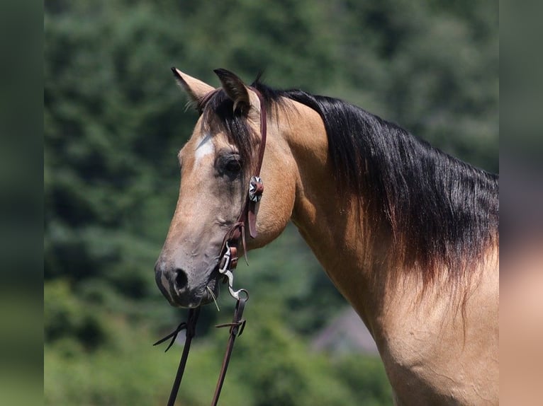 American Quarter Horse Castrone 17 Anni 152 cm Pelle di daino in Somerset KY