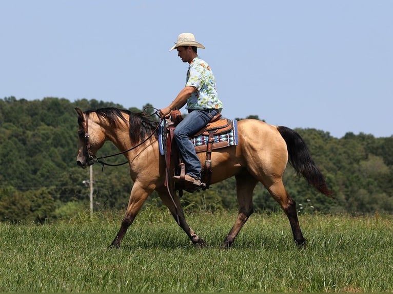 American Quarter Horse Castrone 17 Anni 152 cm Pelle di daino in Somerset KY