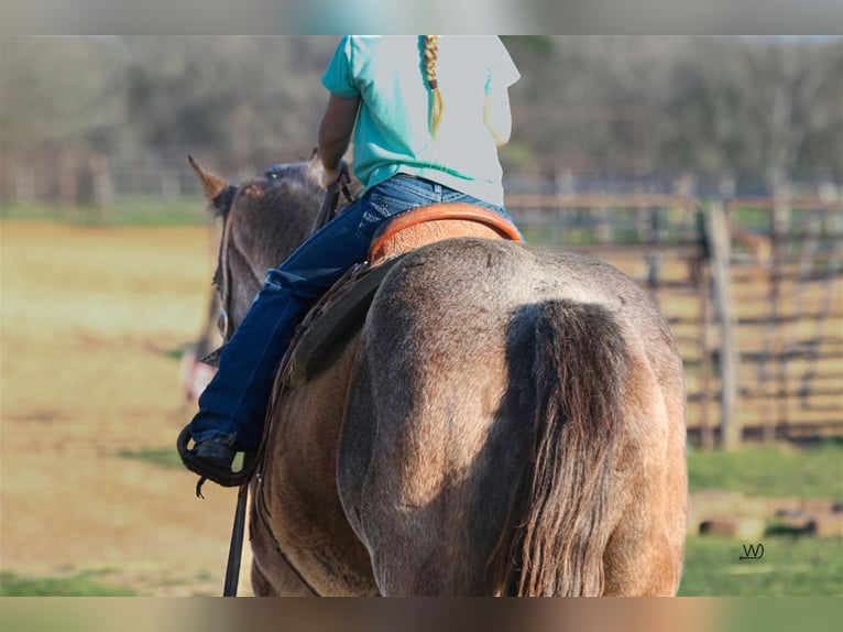 American Quarter Horse Castrone 17 Anni 152 cm Roano blu in Carthage, TX