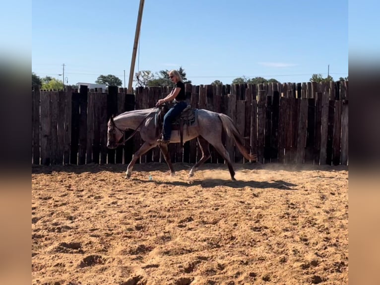 American Quarter Horse Castrone 17 Anni 152 cm Roano rosso in cleburne Tx