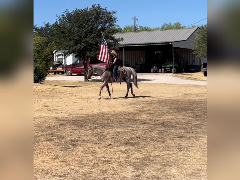 American Quarter Horse Castrone 17 Anni 152 cm Roano rosso in cleburne Tx