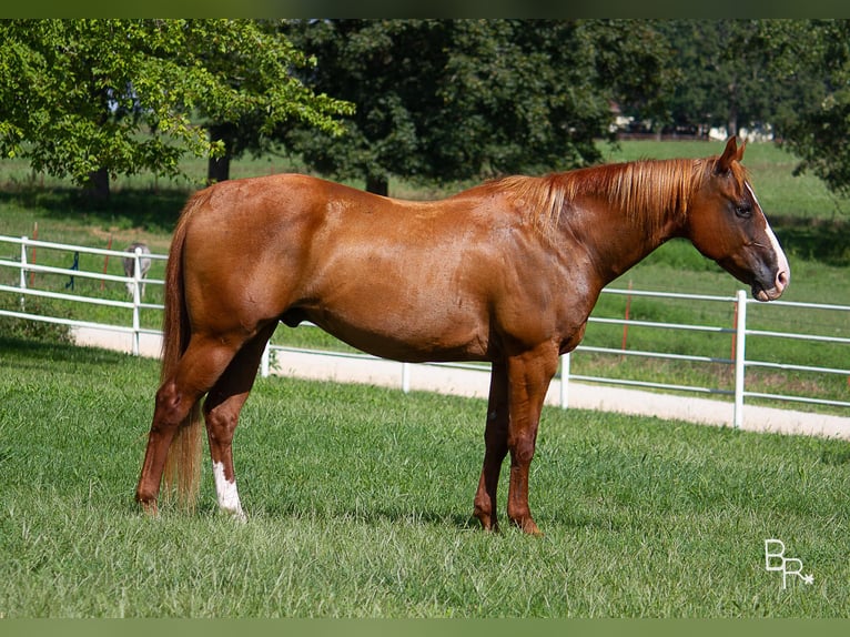 American Quarter Horse Castrone 17 Anni 152 cm Sauro ciliegia in Moutain Grove