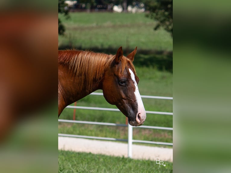 American Quarter Horse Castrone 17 Anni 152 cm Sauro ciliegia in Moutain Grove