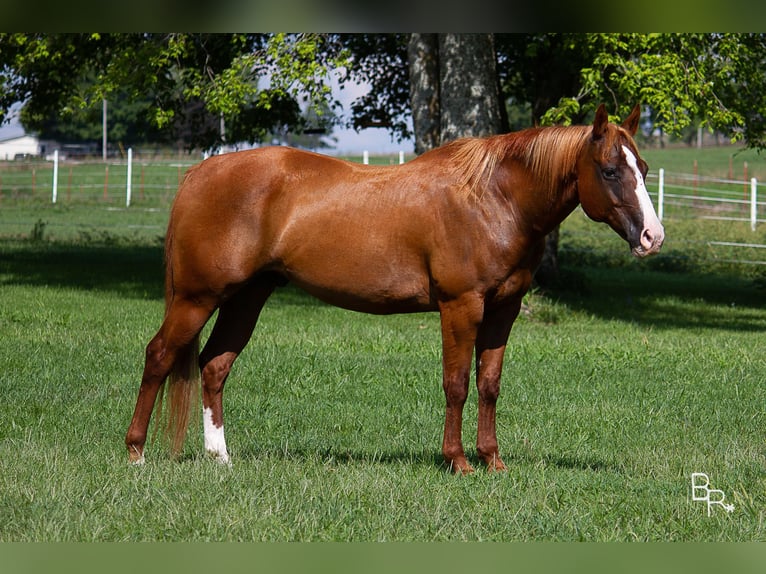 American Quarter Horse Castrone 17 Anni 152 cm Sauro ciliegia in Moutain Grove