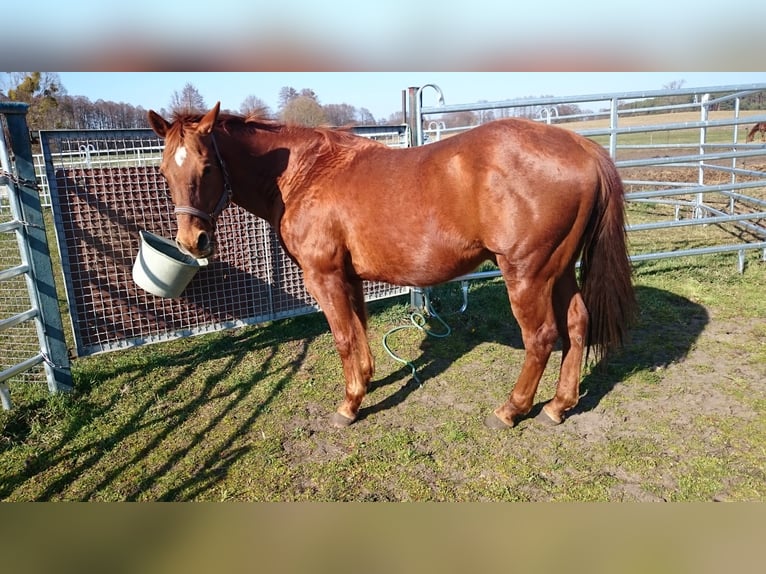 American Quarter Horse Castrone 17 Anni 152 cm Sauro scuro in Steinreich