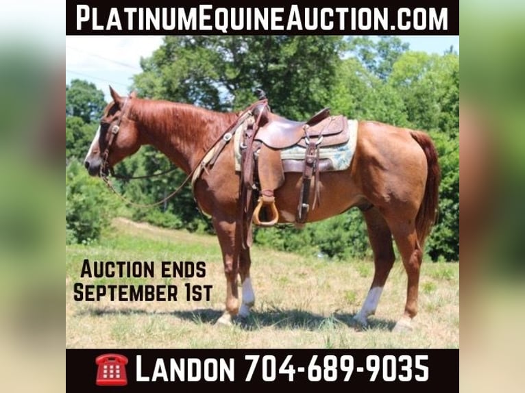 American Quarter Horse Castrone 17 Anni 152 cm Sauro scuro in Cherryville NC