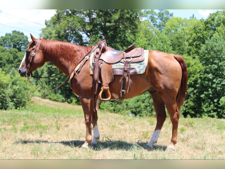 American Quarter Horse Castrone 17 Anni 152 cm Sauro scuro in Cherryville NC