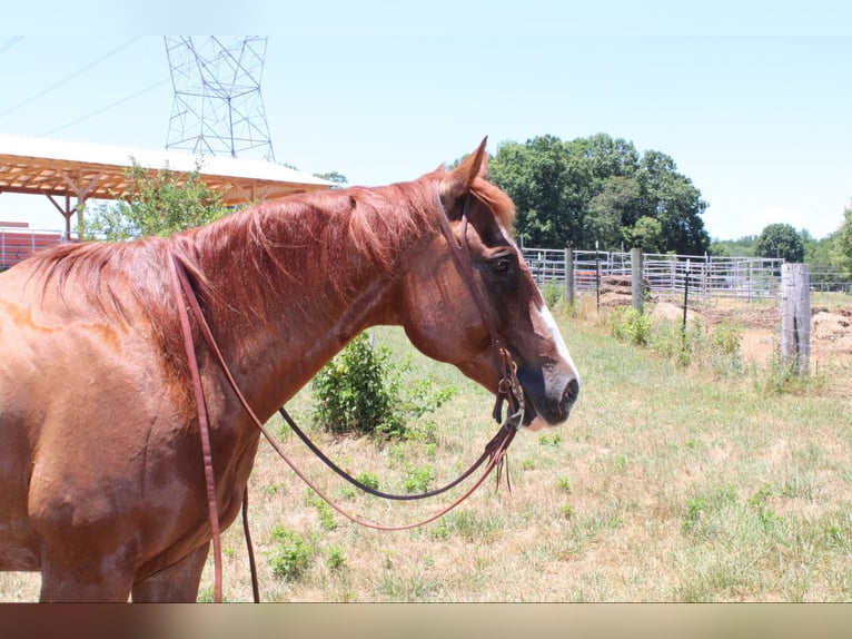 American Quarter Horse Castrone 17 Anni 152 cm Sauro scuro in Cherryville NC