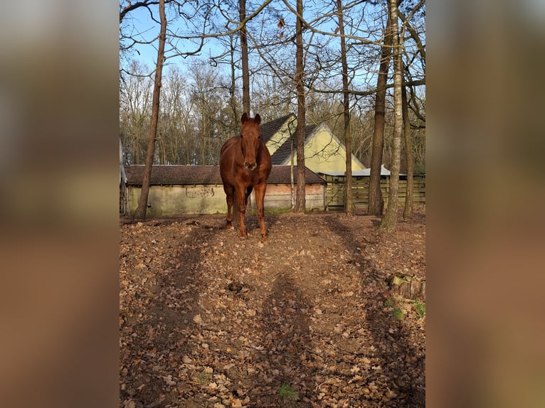 American Quarter Horse Castrone 17 Anni 154 cm Sauro in Haselünne