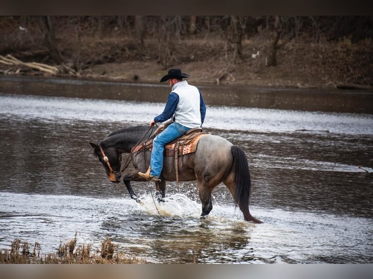 American Quarter Horse Castrone 17 Anni 155 cm Baio roano in Middletown OH