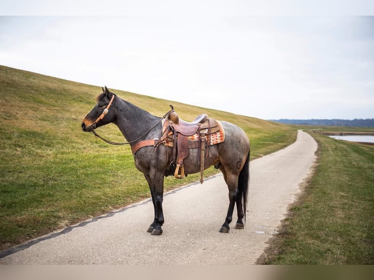 American Quarter Horse Castrone 17 Anni 155 cm Baio roano in Middletown OH